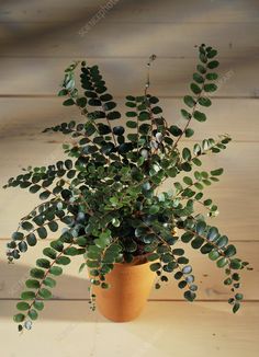 a potted plant sitting on top of a wooden table