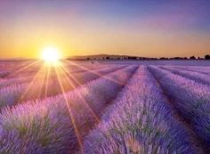 the sun is setting over a lavender field