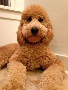 a brown dog laying on the floor next to a wall