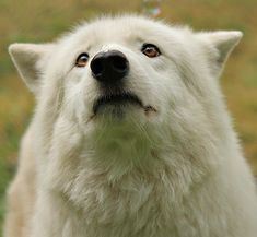 a close up of a white dog's face with bubbles in the air behind it