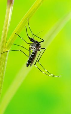 a black and white insect sitting on top of a green plant