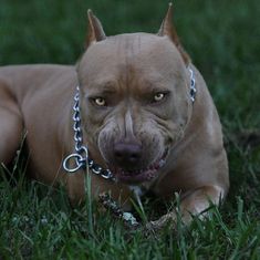 a dog laying in the grass with a chain around it's neck and eyes