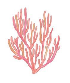 an orange and pink coral on a white background