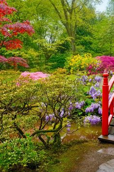 Create Zen in Your Backyard With the Best Shrubs & Trees for a Japanese Garden