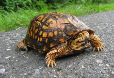 a close up of a turtle on a road