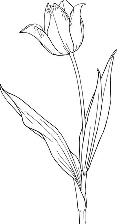 a drawing of a single flower on a white background