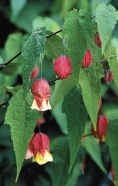 red and yellow flowers growing on a tree branch in the sun, with green leaves