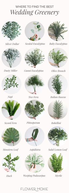 a poster with different types of plants and flowers on it's sides, including the words where to find the best wedding greenery