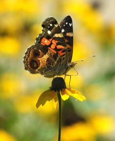 a butterfly sitting on top of a yellow flower