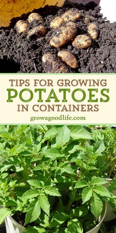 some potted plants and dirt with the title tips for growing potatoes in containers on top