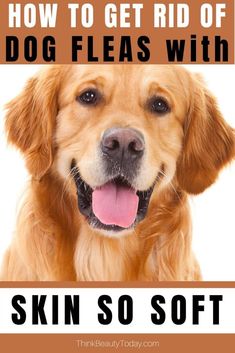 a dog with its tongue out and the words how to get rid of dog fleas with skin so soft