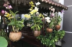 several potted plants hanging from the side of a building