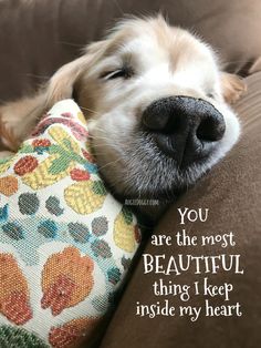 a dog laying on top of a couch with its head resting on a pillow that says, you are the most beautiful thing i keep inside my heart