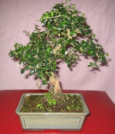 a small bonsai tree in a red container