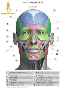 a computer screen showing an image of the head and neck with muscles labeled in different colors