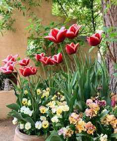 red tulips and other flowers in a pot next to a tree with the caption shoko - garden