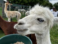 an alpaca eating grain from a bowl in front of some llamas