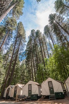 several tents set up in the middle of a forest with trees around them and blue sky above