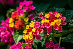 many colorful flowers are growing in the garden