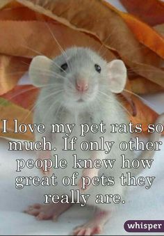 a rat sitting on top of a pile of leaves with the caption, i love my pet rats so much if only other people knew how great of pets they really are