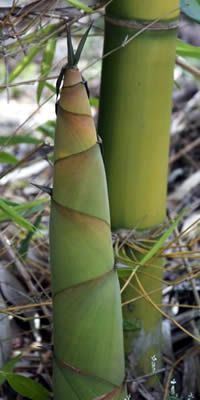 two green bamboos are growing in the forest