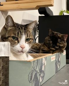 two cats laying on top of a wooden box