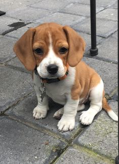 a small brown and white dog sitting on top of a stone floor next to a black pole