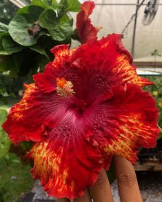 a red and yellow flower in someone's hand