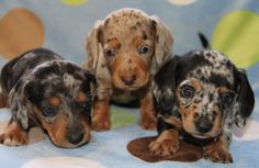 three puppies are sitting on a blanket looking at the camera while one puppy is laying down