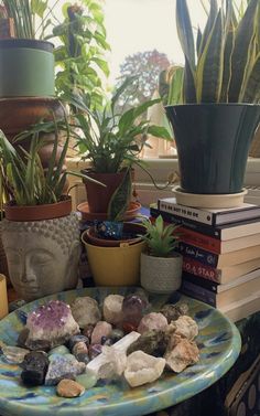 some plants and rocks are sitting on a table