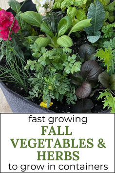 Fast Growing Fall Vegetables and Herbs to Grow in Containers. Image of cool weather vegetables and herbs growing in a fabric felt garden container. Fall Herbs To Plant, Winter Container Gardening Vegetables, Container Veggie Garden, Vegetable Gardening Tips, Herbs To Plant In The Fall, Fall Container Gardens Vegetables, How To Start A Vegetable Garden, Fall Planting Vegetables, Potted Vegetable Garden