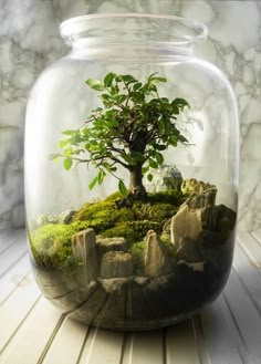 a bonsai tree in a glass jar with moss and rocks stock photo