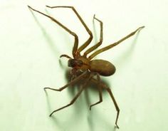 a brown spider sitting on top of a white wall