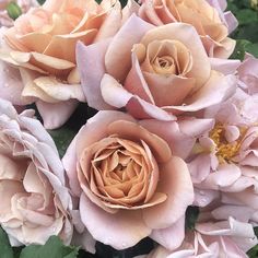 some very pretty pink flowers with green leaves