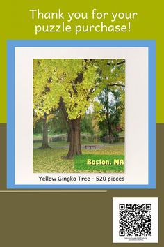 the boston ma yellow ginko tree - $ 20 pieces is shown in this image