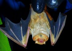 a large bat hanging upside down on the ground