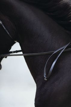 two pictures of a black horse with the bridle pulled back to its side