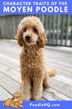 a brown dog sitting on top of a wooden deck