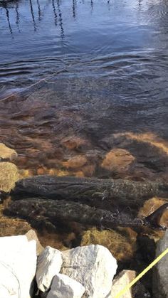 the water is clear and there are rocks in it