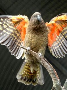 a bird with orange and white feathers sitting on a tree branch