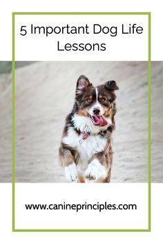 a brown and white dog is running in the sand with its mouth open, while text reads wildlife chasing in dogs