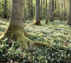 the mossy ground is covered with small white flowers and trees are in the background