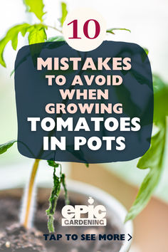 Close up of a small, green tomato plant in a white pot How To Plant Tomatoes In Containers, Potted Tomato Plants Patio, Tomato In Container, Grow Tomatoes In Containers, Growing Cherry Tomatoes In Pots, How To Grow Tomatoes In A Pot, Planting Tomatoes In Pots, Potted Tomato Plants