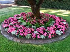 pink and white flowers are in the middle of a flower bed with a tree behind it