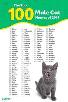 the top 100 male cat names of 2019 are shown in this poster, which features an image of a gray kitten