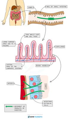 diagram of the human body and its organs, including the liver, stomach, intestructions, and other organ systems