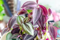 some purple and green plants in a white vase