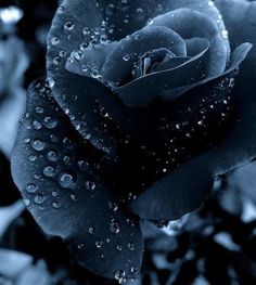 a blue rose with water droplets on it and the words you are beautiful