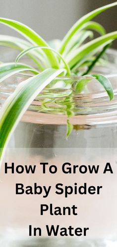 baby spider plant growing in water Growing Spider Plants In Water, Propagate Spider Plant In Water, Spider Plant Propagation Water, How To Hang Indoor Plants, Spider Plant Decor Ideas, Styling Indoor Plants, Plants That Grow In Water Indoor, Spider Plants In Water, Easy Diy Plant Stand