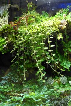 an aquarium filled with lots of green plants and algae growing on the side of it